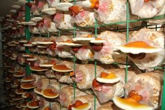 进冠县灵芝科技示